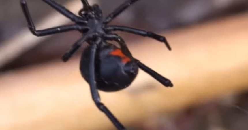Personal médico atendiendo a una paciente en la unidad hospitalaria tras una picadura de araña venenosa.