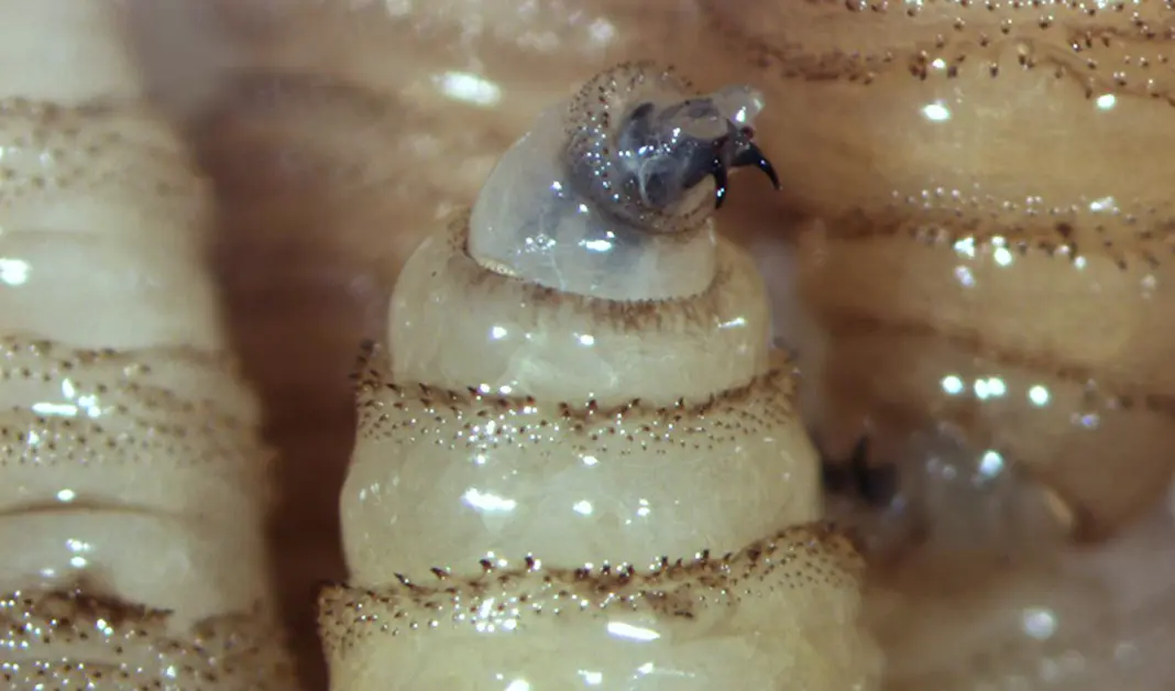 México confirma primer caso de gusano barrenador en Tamaulipas