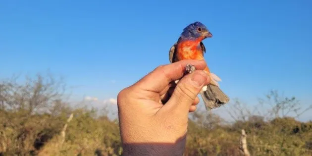 Especialistas de la Unidad de Rescate de Fauna Silvestre de Tlajomulco reintegran aves a su hábitat natural tras aseguramiento.
