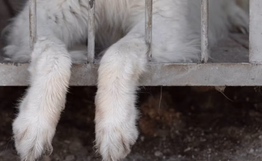 La alcaldesa Olivia Sevilla anuncia la destitución del comisario por maltrato animal en Jesús María.