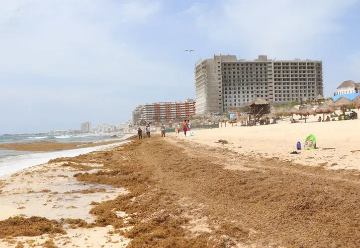 Incremento de sargazo en Cancún no representa un fenómeno atípico.