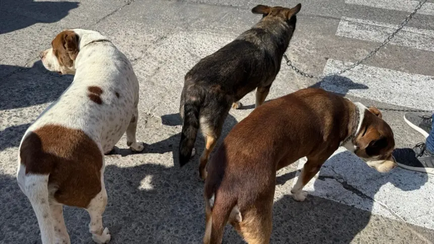 Agresiones de perros en la vía pública generan alarma en Guanajuato.