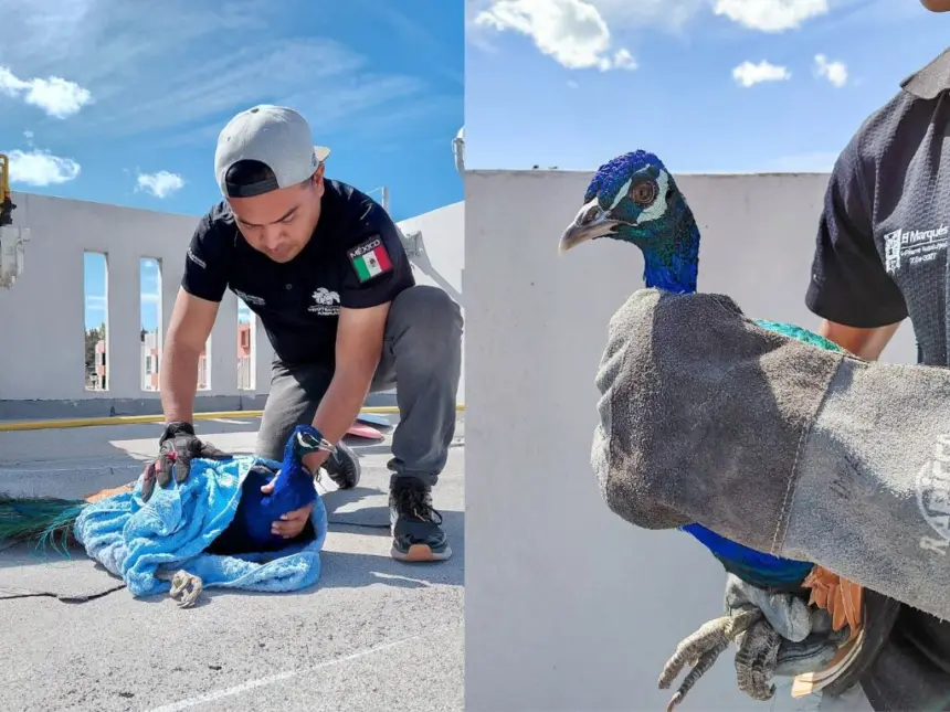 Rescatado pavo real en azotea de edificio en El Marqués, Querétaro