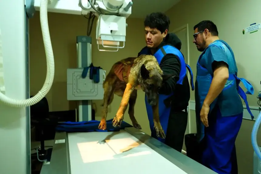 A pesar de limitaciones presupuestarias, continúa ofreciendo atención a mascotas y animales en situación de calle.