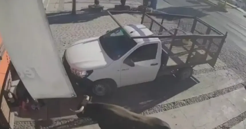 Un toro causó caos en el centro de Pedro Escobedo dejando varios heridos y daños materiales.