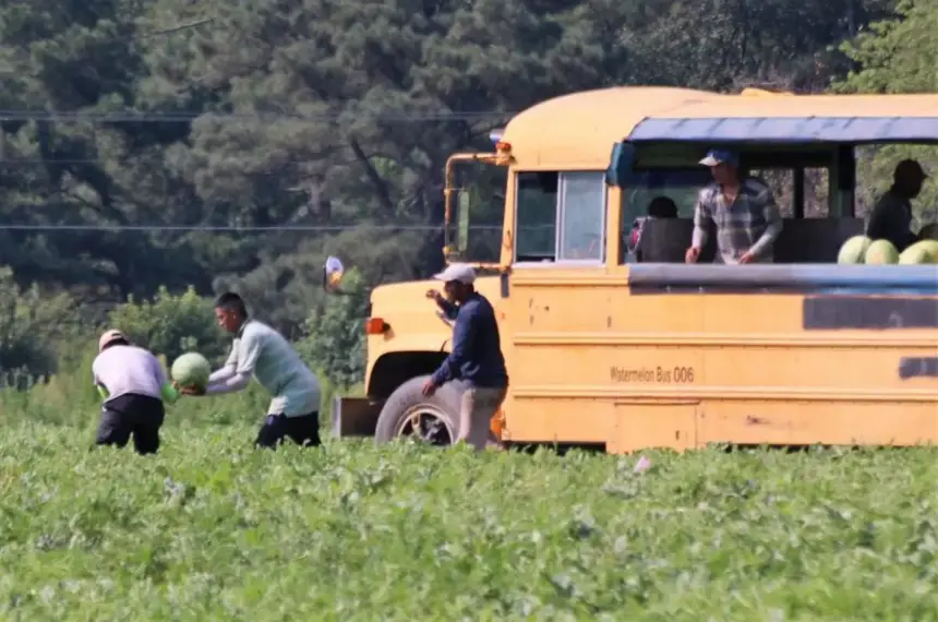 Trabajadores agrícolas enfrentan riesgos al permanecer más de lo permitido en el país, incluyendo deportaciones.