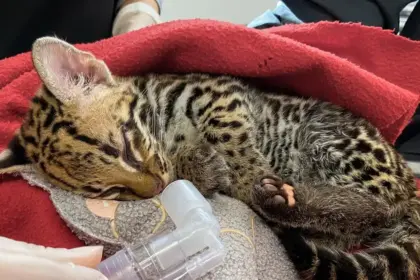 La reintegración del felino marca un éxito en rehabilitación animal y conservación de especies.