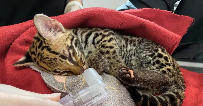 La reintegración del felino marca un éxito en rehabilitación animal y conservación de especies.