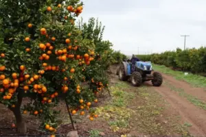 La región adapta su cultivo agrícola tras la escasez de agua, con un aumento en la producción de cítricos y cerezo.