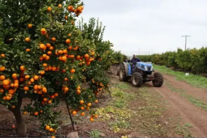 La región adapta su cultivo agrícola tras la escasez de agua, con un aumento en la producción de cítricos y cerezo.